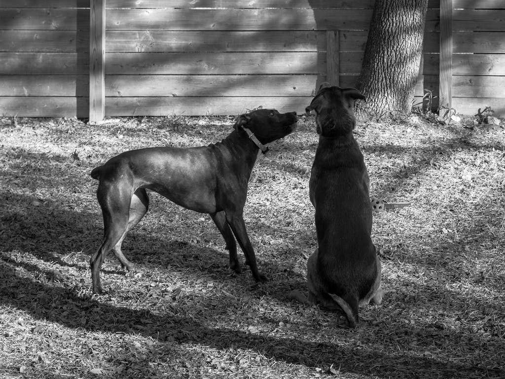 Two black dogs interact in a gravel yard beside a wooden fence and tree trunk.