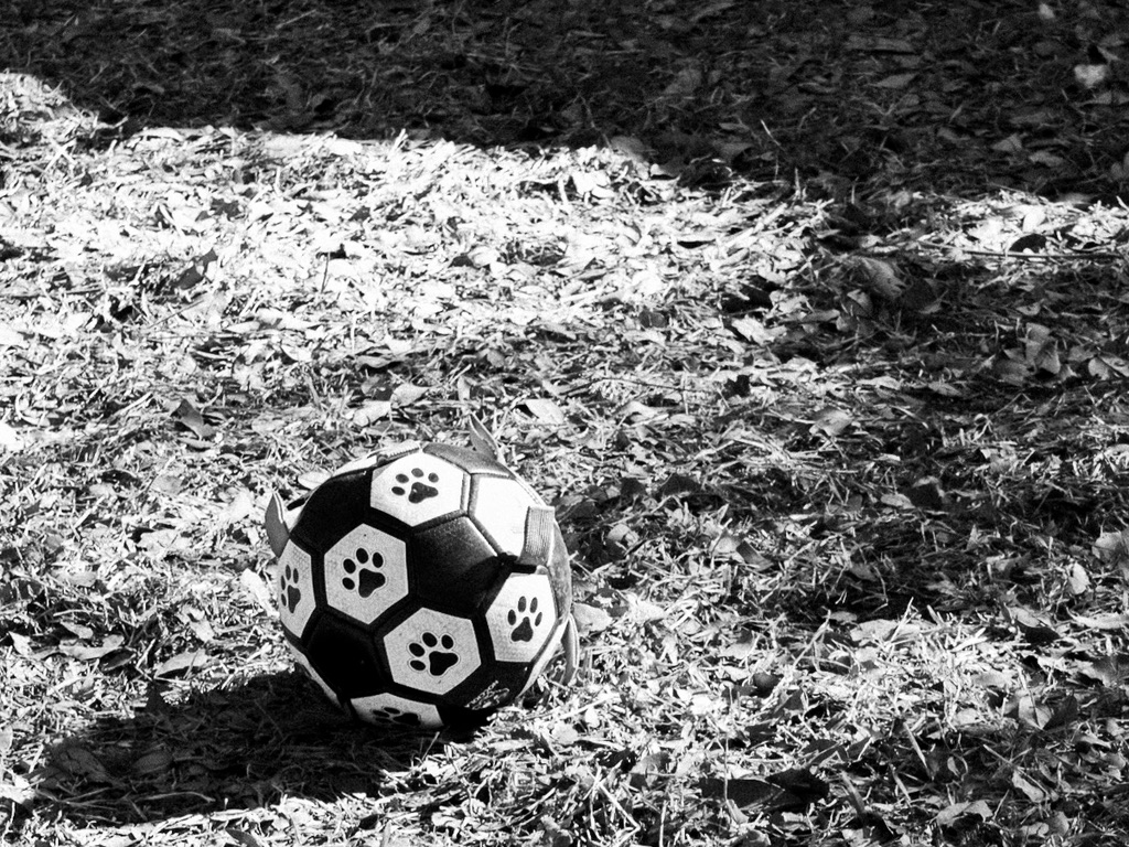 A paw-print decorated soccer ball sits on mulch and wood chips in black and white.