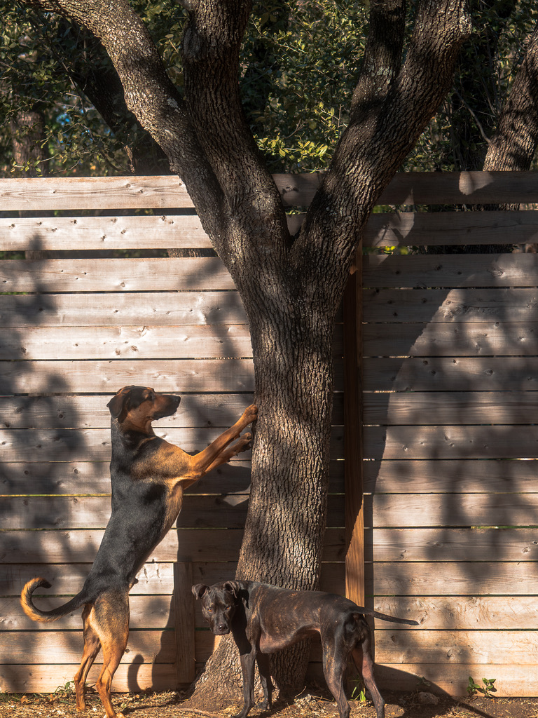 A dog stands on hind legs against a wooden fence while reaching up a large tree trunk, with another dog nearby in dappled sunlight.