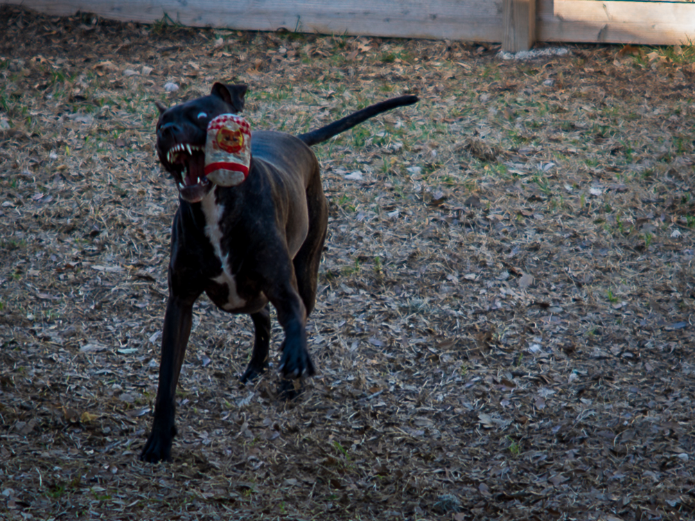 A black dog with white markings playfully carries a red and white toy in its mouth while running across a dirt and mulch ground.