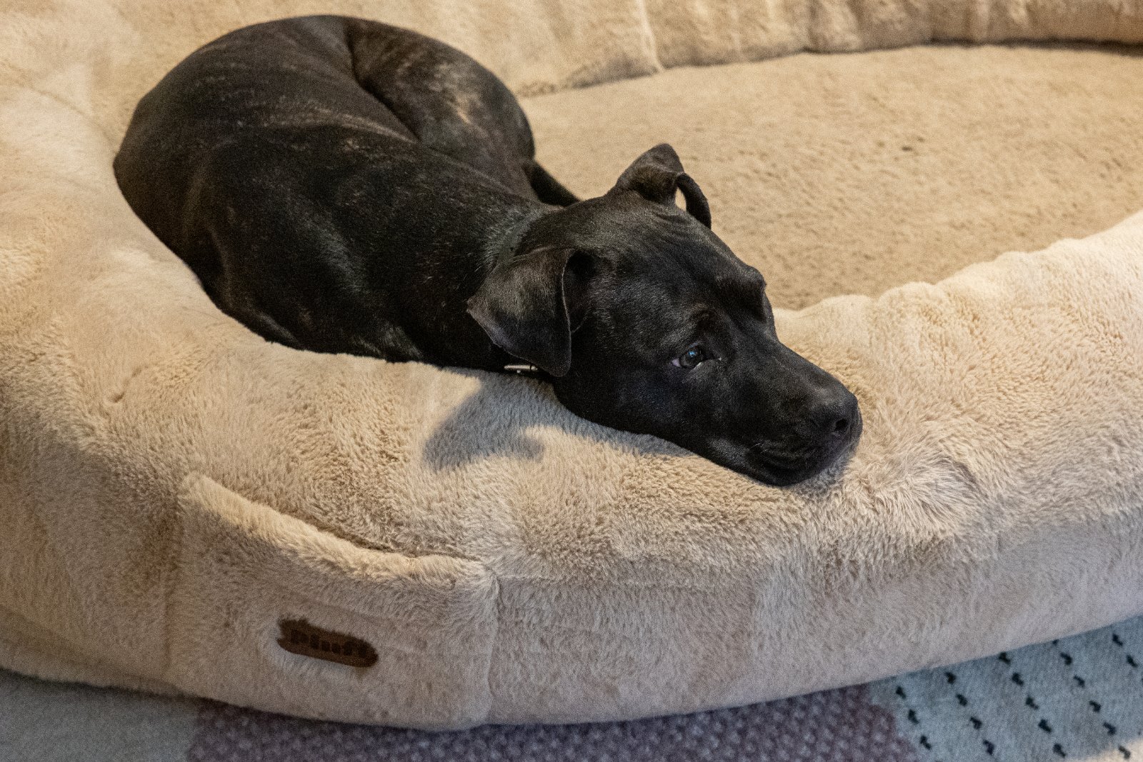 A black dog rests on a beige cushioned bed, looking relaxed and comfortable indoors.