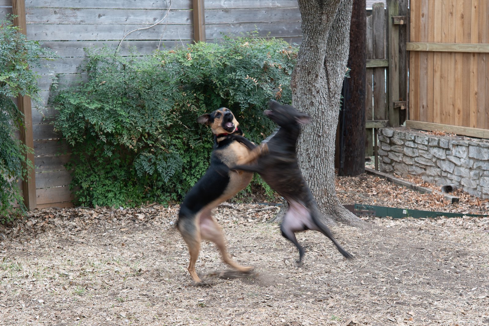 A black and tan dog playfully jumps and spins in a rustic backyard surrounded by wooden fences and ivy-covered walls.