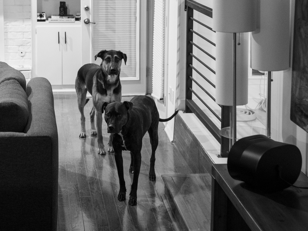 Two dark dogs stand together in a modern monochromatic living room with polished floors and contemporary furniture.