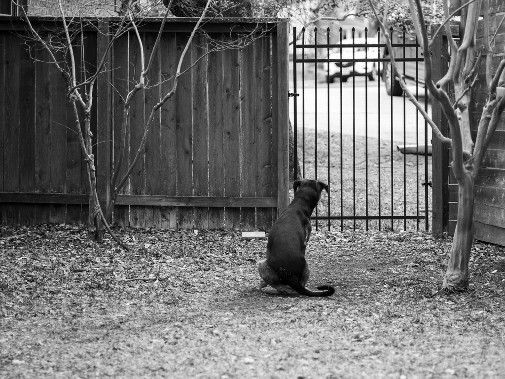 A dark dog sits alone in a bare gravel yard, gazing through a metal gate toward the world beyond.
