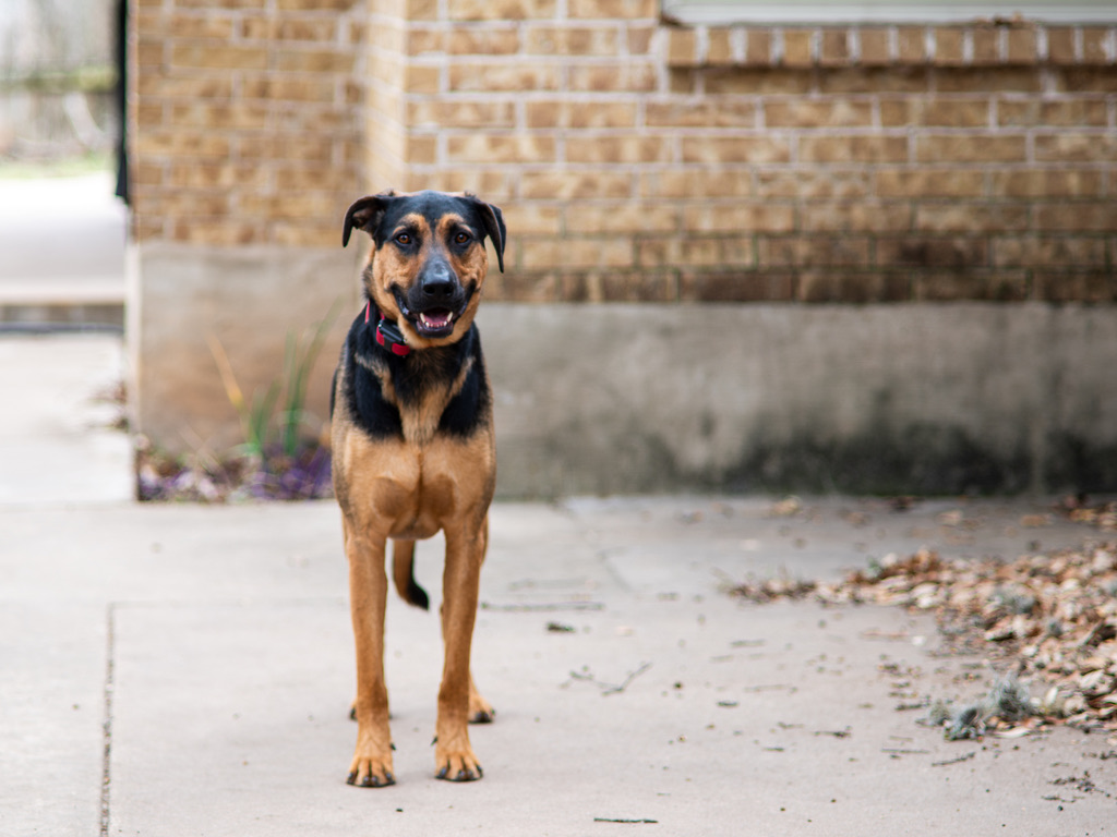 A happy black and tan dog with a red collar stands on a concrete path in front of a brick building.