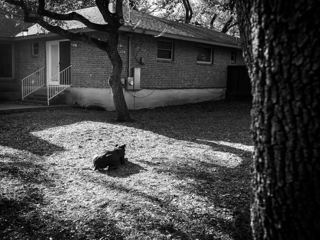 A black dog rests in dappled sunlight on a gravel yard beside a brick house sheltered by large trees.