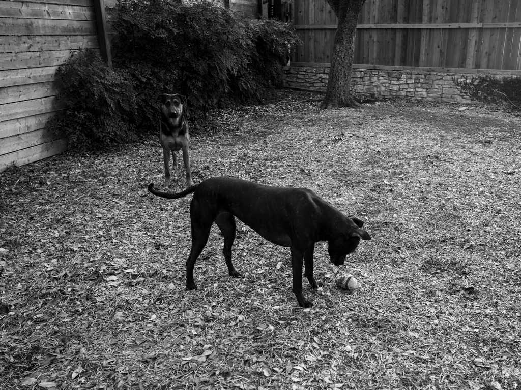 Two black dogs playing in a gravelly backyard enclosed by wooden fences and overgrown hedges.