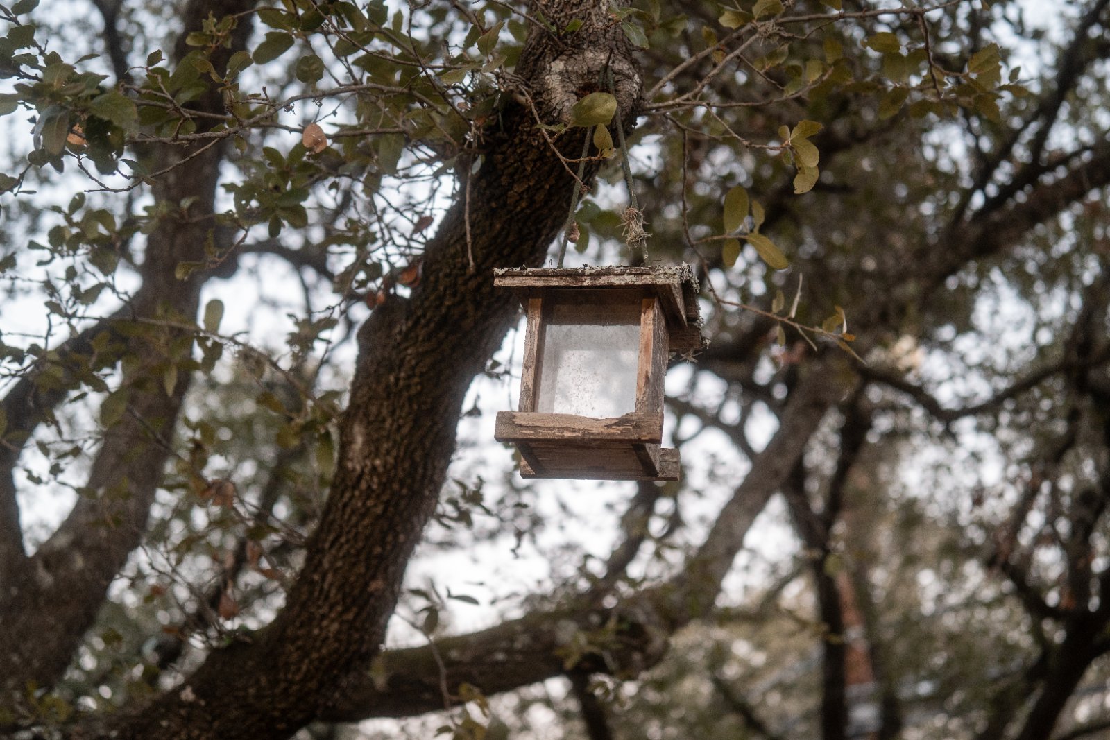 A weathered wooden birdhouse hangs from a gnarled tree branch surrounded by autumn foliage.