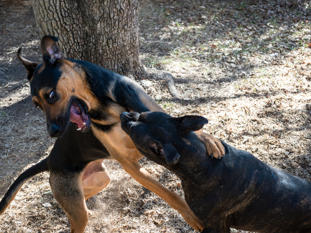 Two dogs play-fighting outdoors on sandy ground near a large tree trunk.