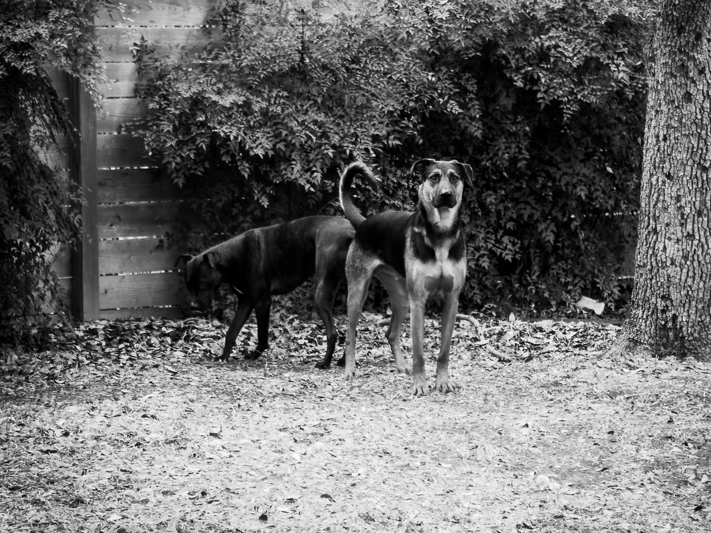 A surprised-looking dog stands on a gravel path surrounded by dense foliage and a wooden fence in this black and white photograph.