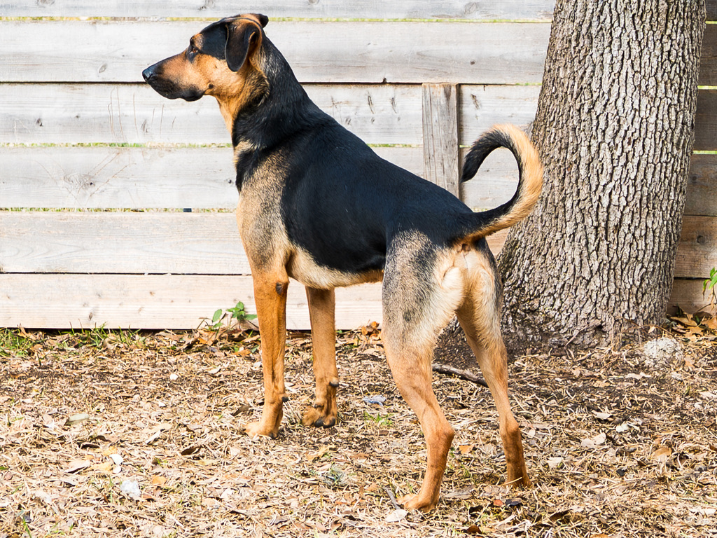 A black and tan dog stands alert in a yard next to a large tree trunk and wooden fence.