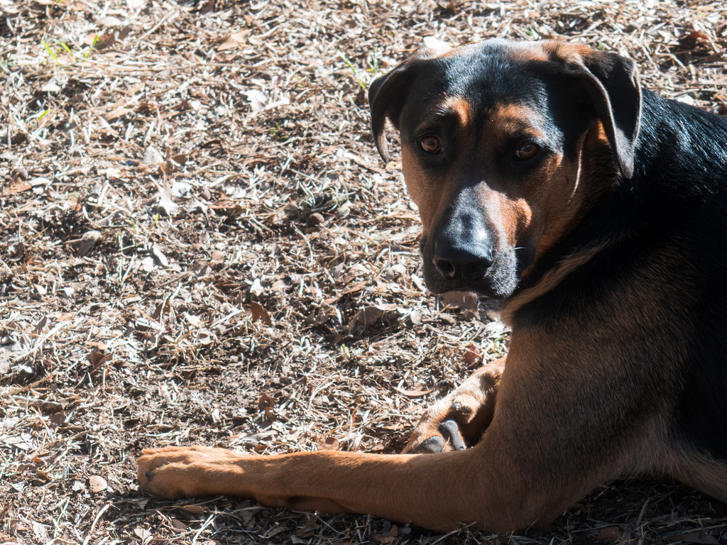 A black and tan dog rests on mulch ground, looking calmly toward the camera with alert eyes.