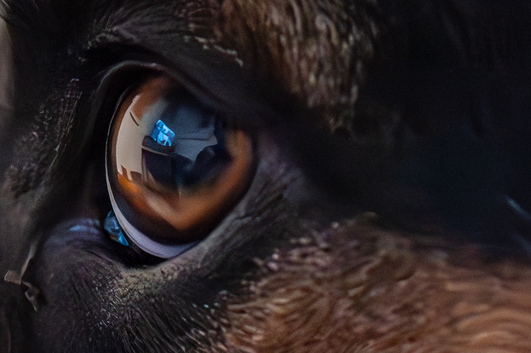 Close-up of a primate's eye reflecting blue light against dark fur and shadowy background.
