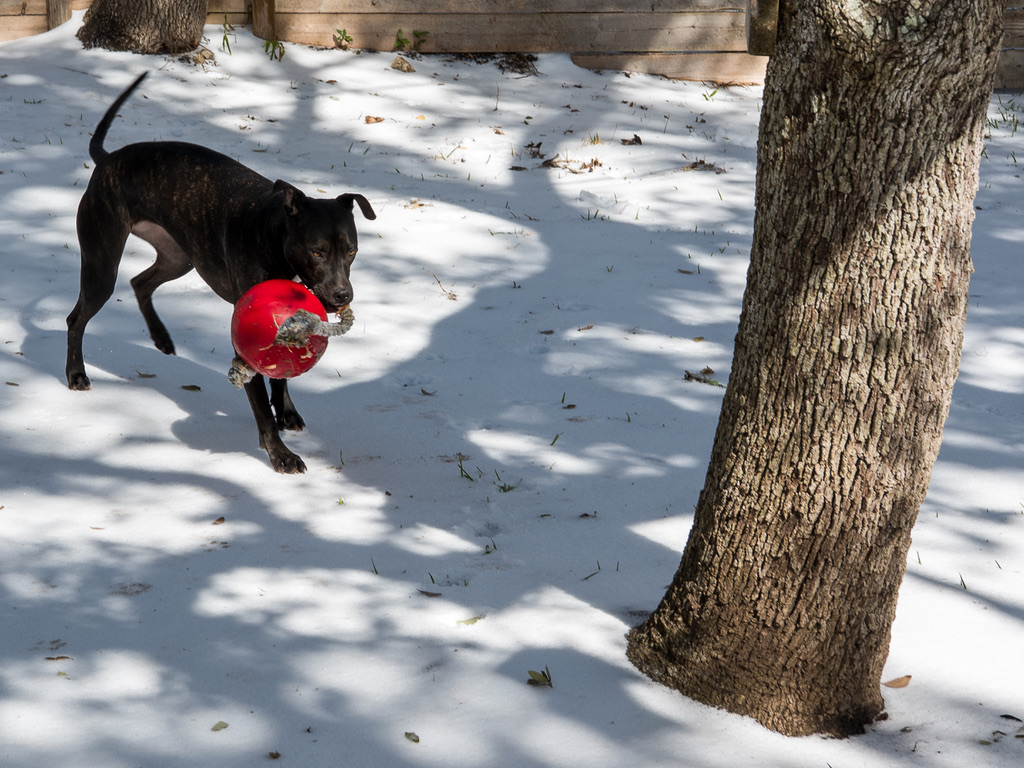 Black dog carries a red ball while playing in snowy winter landscape under dappled tree shadows.