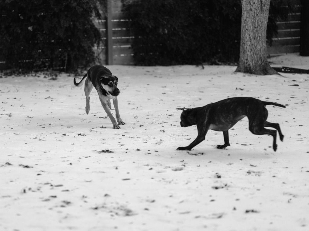 Two dogs playing and running on a sandy beach in black and white, with trees and structures in the background.