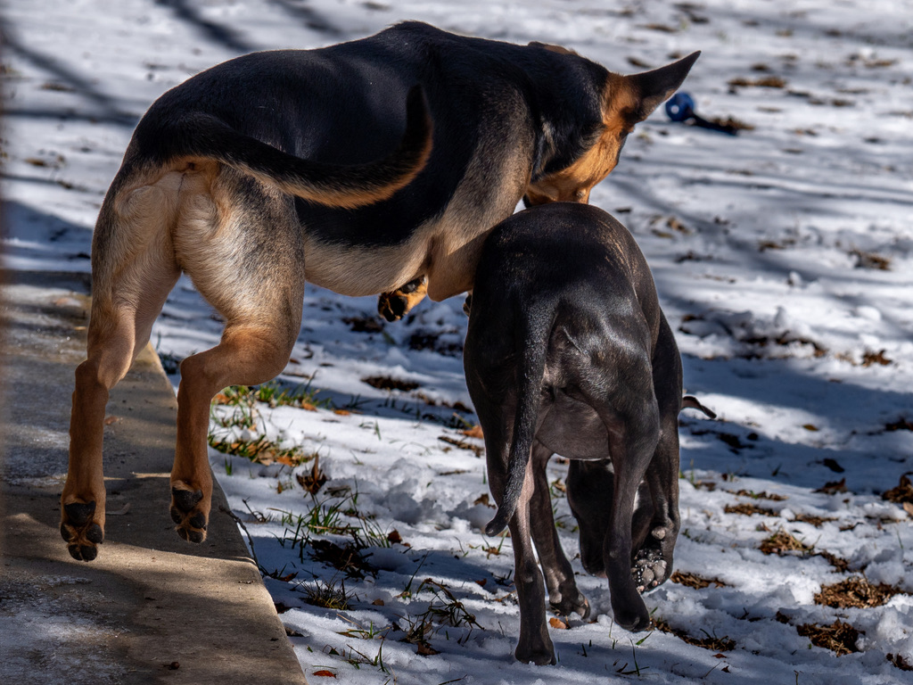 A tan and black German Shepherd dog plays with a smaller black dog on a snowy beach with waves in the background.