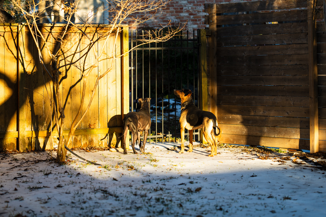 Two dogs stand in a snowy courtyard bathed in golden afternoon sunlight, with bare branches and wooden gates framing the scene.