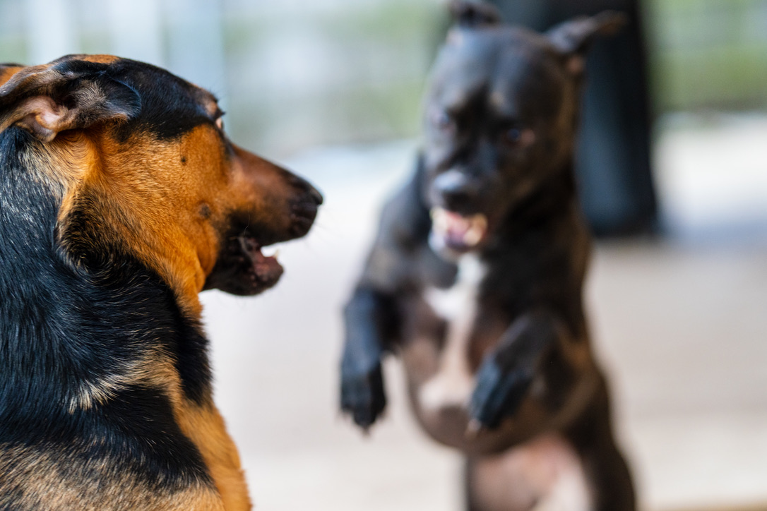 Two alert dogs with black and tan markings face each other on a sunny street, with one in sharp focus in the foreground.