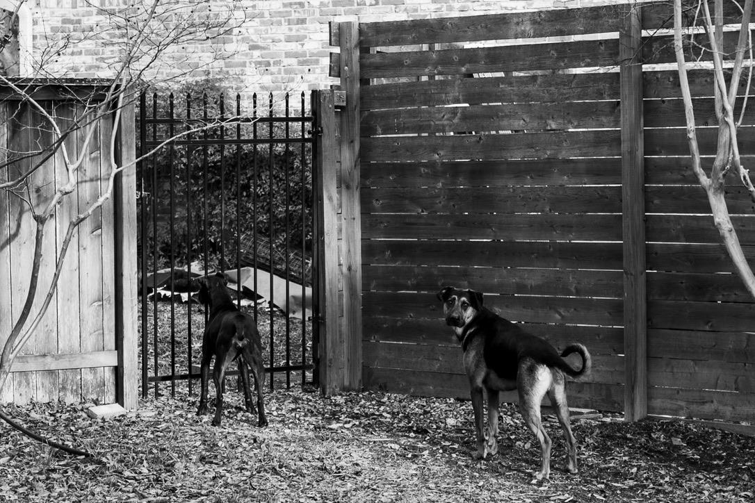 Two dogs stand in a rustic backyard enclosure with weathered wooden gates and fencing.