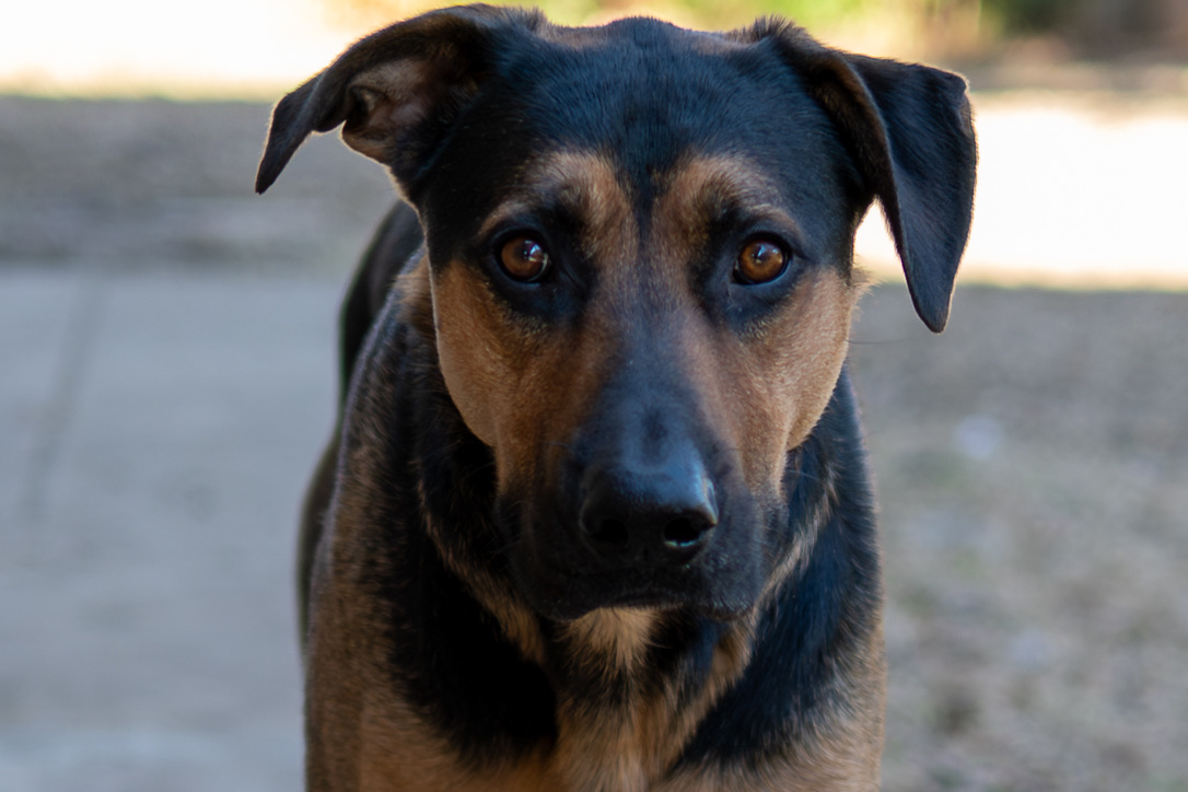 A black and tan dog with alert eyes looks directly at the camera in a close-up portrait outdoors.