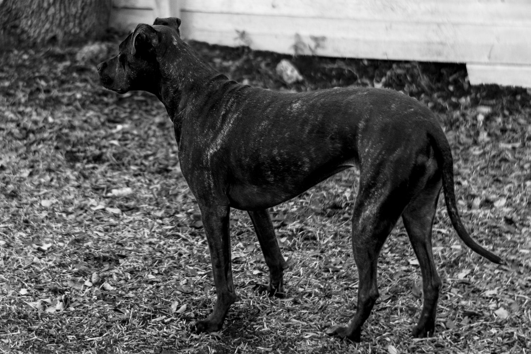 A lean black dog stands alert in a gravel yard against a weathered white wooden building, captured in black and white.