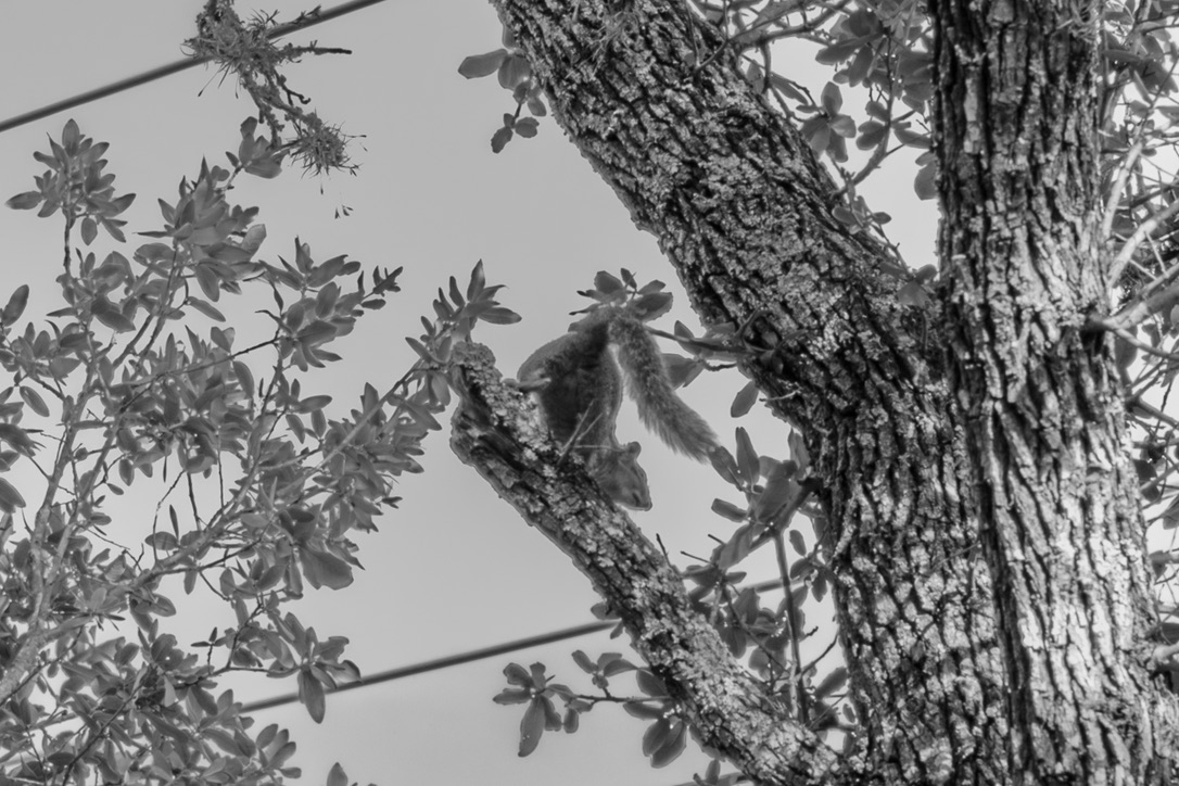 A squirrel climbs along a rough tree branch surrounded by leafy foliage against a gray sky.
