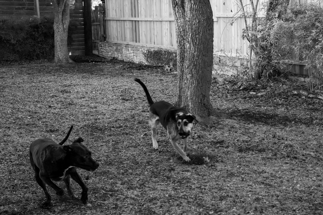 Two dogs play and explore together in a backyard with trees and a corrugated metal structure.