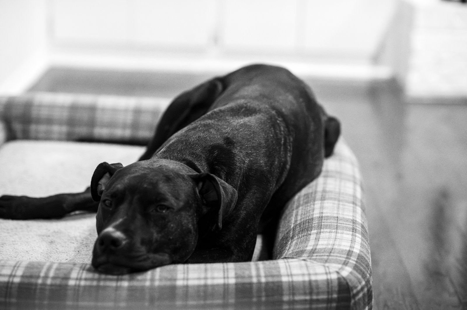 A black dog rests on a checkered couch in a contemplative pose, captured in black and white.