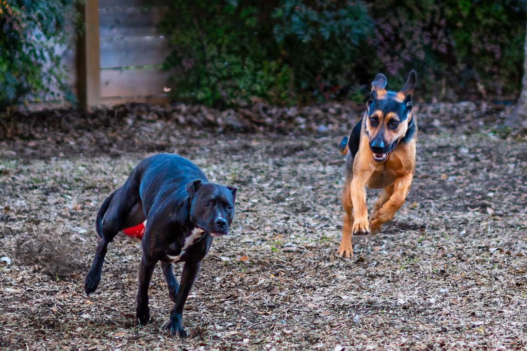 Two dogs running toward the camera on a gravel ground with ivy-covered walls in the background.
