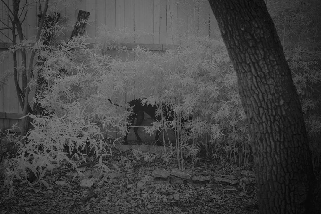 A dark silhouette of a cat hidden among delicate frost-covered foliage in a winter garden against a wooden fence.