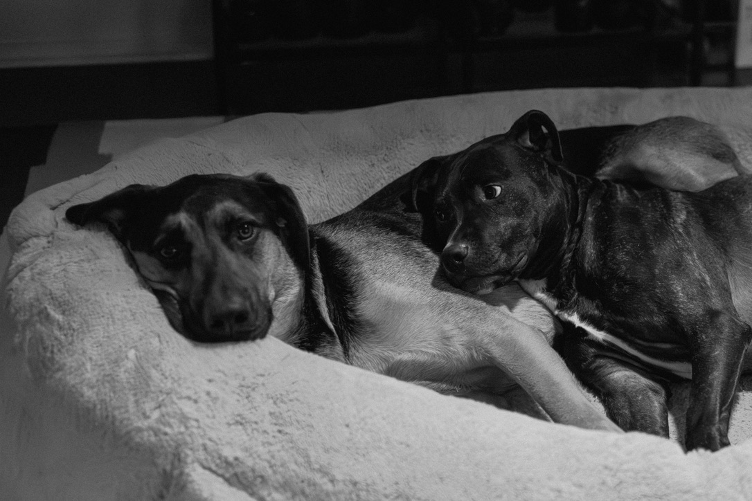Two dogs lounging together on a bed with blankets in black and white photography.