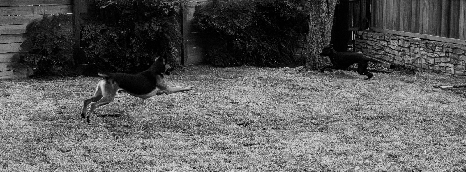 A dog runs across a gravel yard surrounded by overgrown vegetation and rustic wooden structures in black and white.