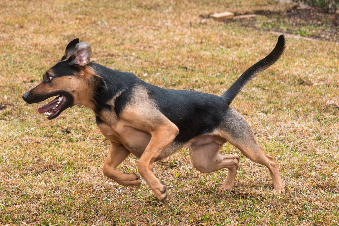 A black and tan dog with raised tail trots across dry grass with mouth open in a cheerful expression.