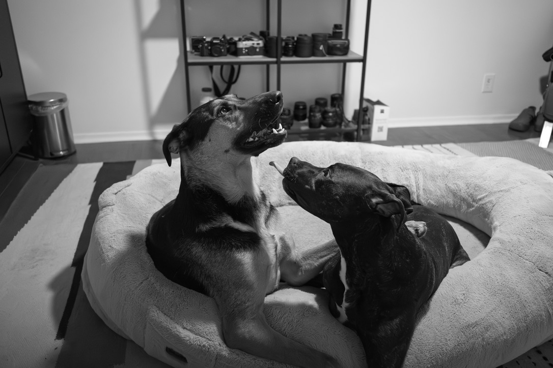 Two dogs play and interact on a cozy bed in a bright room filled with camera equipment.