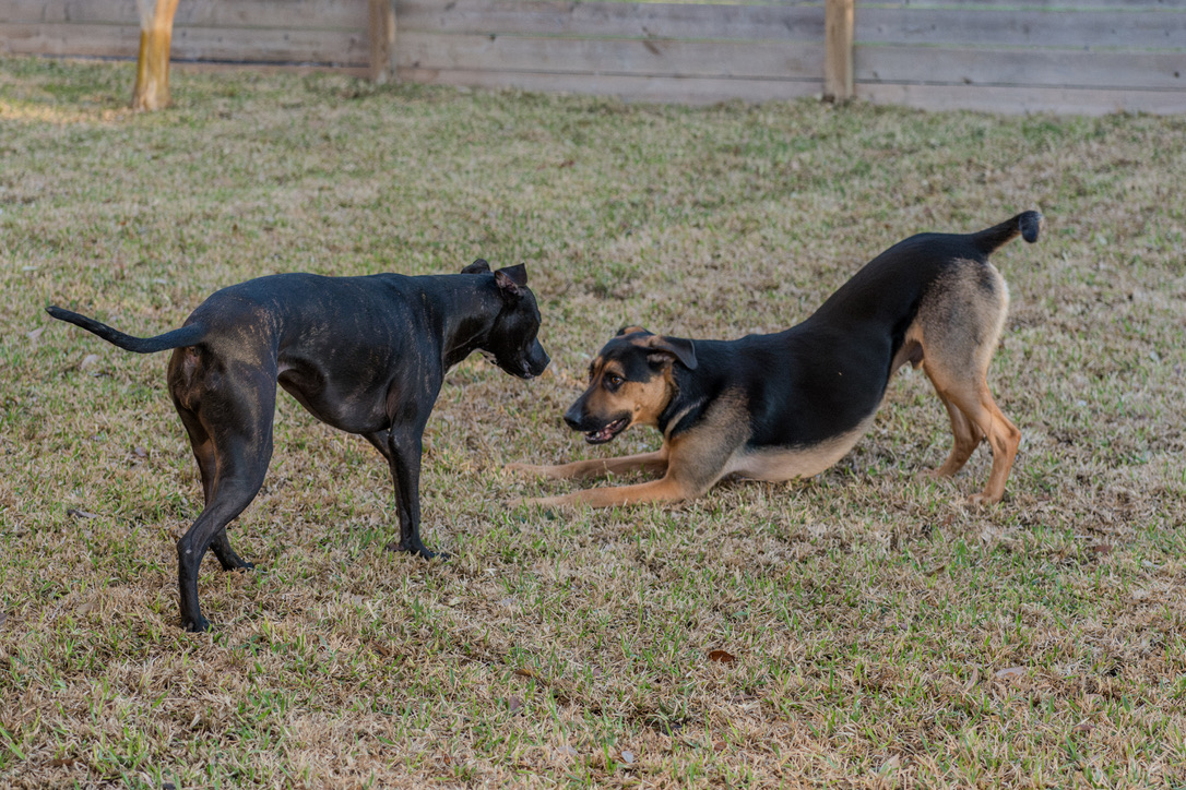 Two dogs play and interact on a grassy field with a wooden fence in the background.