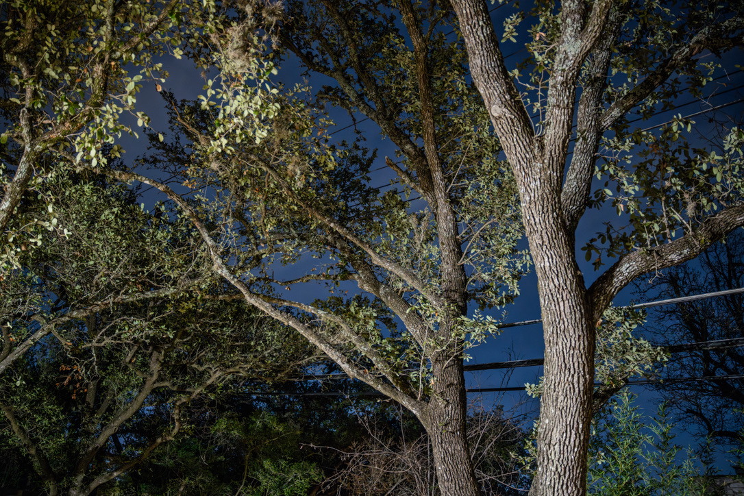Sunlit cottonwood trees with white bark and green foliage against a deep blue sky.