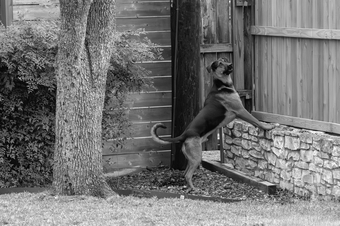 A dog stands on hind legs against a stone wall by a wooden structure in a backyard setting.
