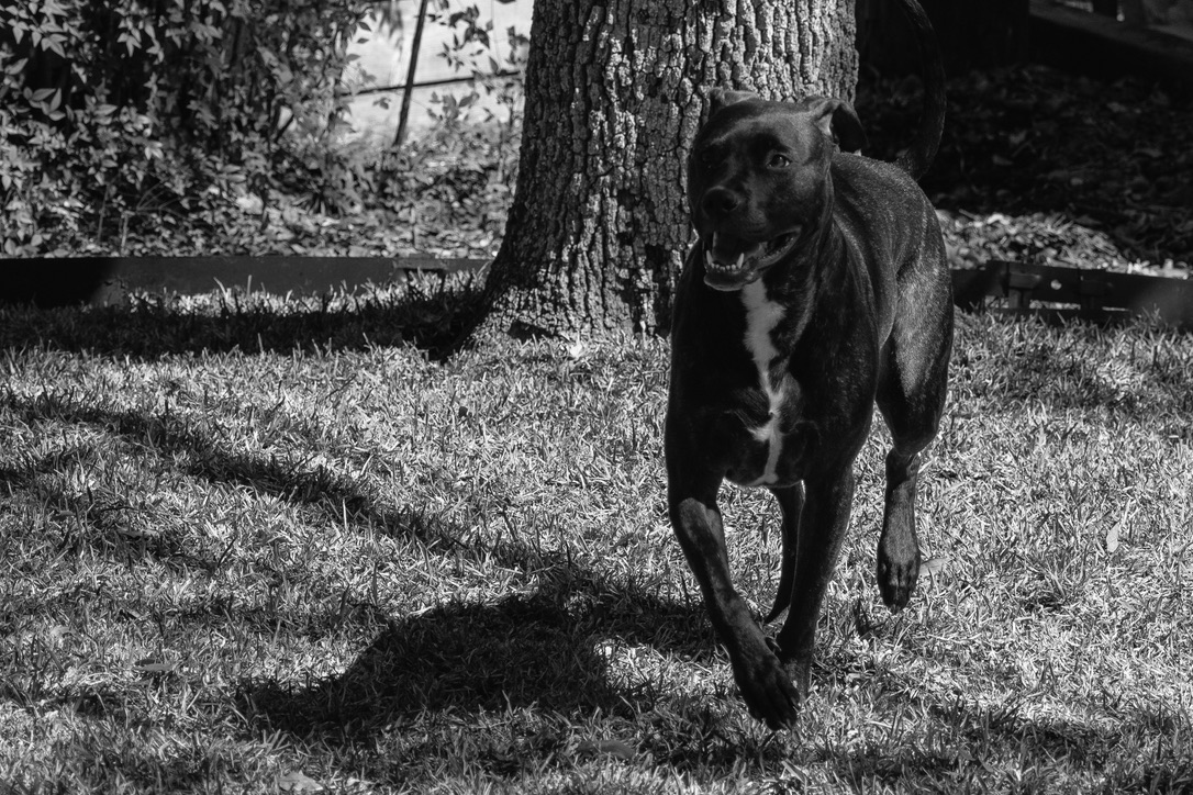 A dark dog with a white chest patch trots across a grassy yard near a large tree in black and white.