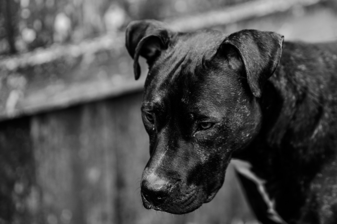 A dark dog with folded ears looks directly at the camera in a black and white portrait with blurred background.