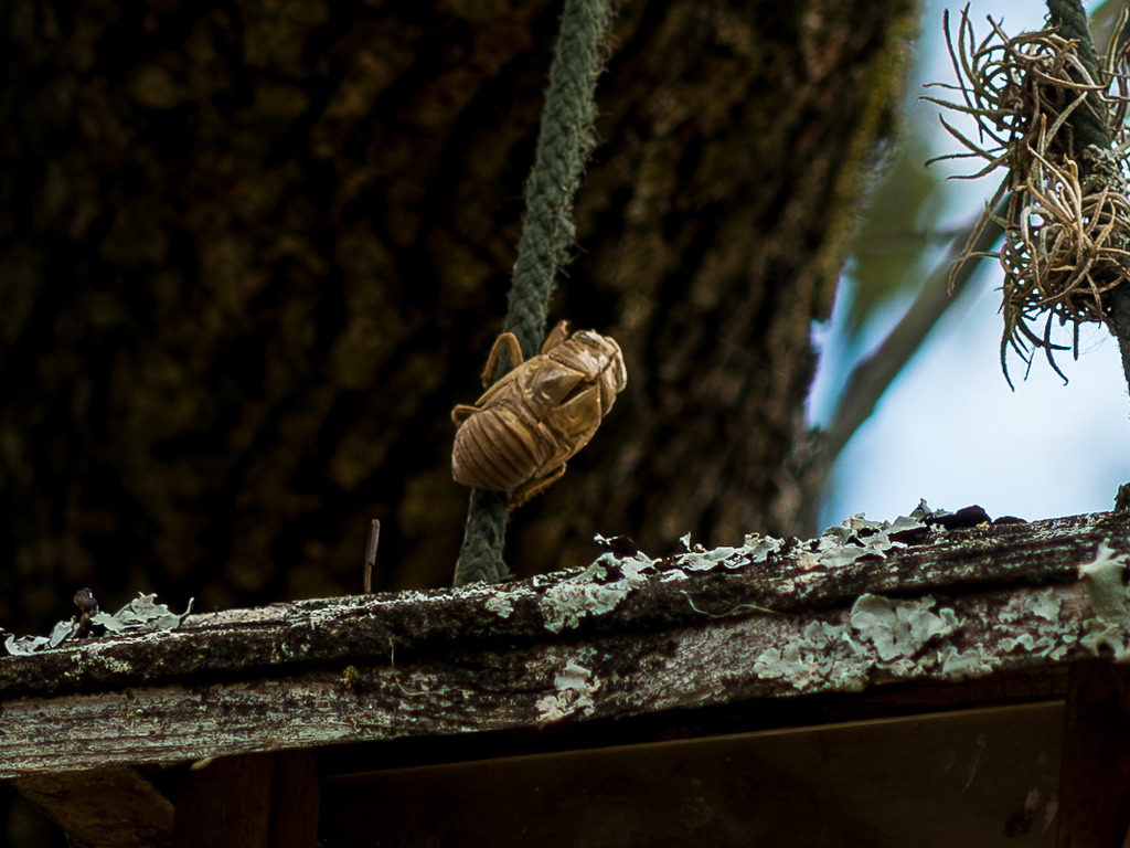A delicate insect exoskeleton clings to a lichen-covered branch in natural woodland light.