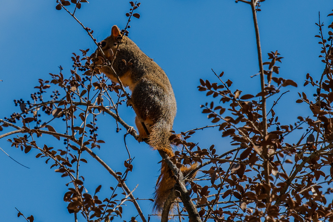 A squirrel stretches upward on a branch to reach leaves and berries against a clear blue sky.
