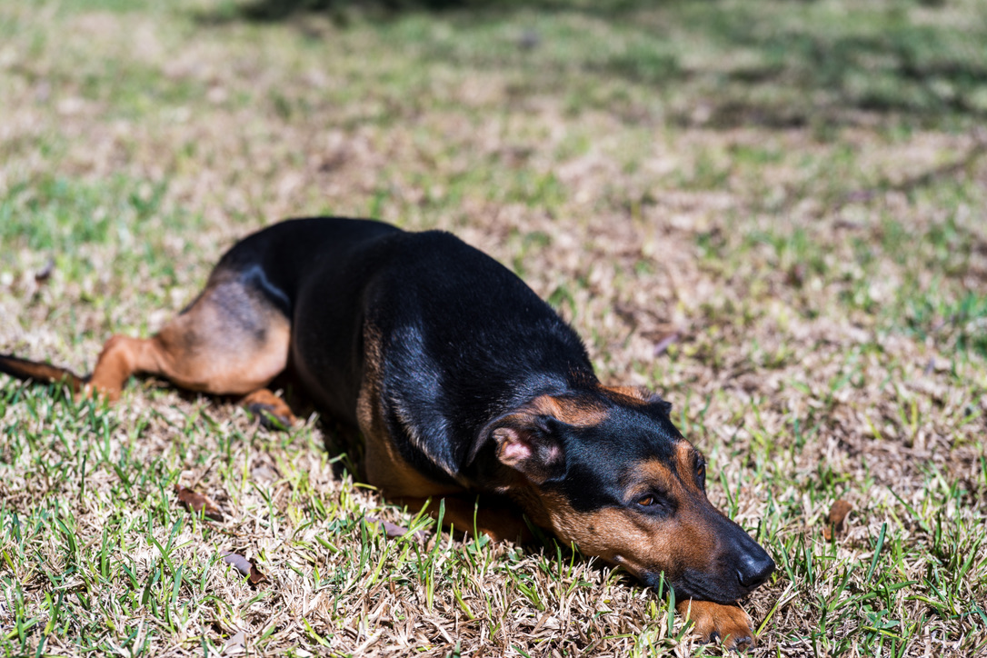 A black and tan dachshund sniffs the ground while walking across sparse grass and dirt.