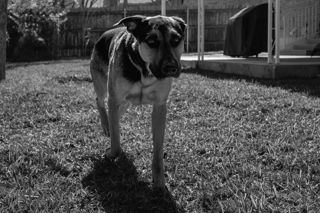 A lean dog stands alert in a grassy backyard with a fence and structures visible in the background.