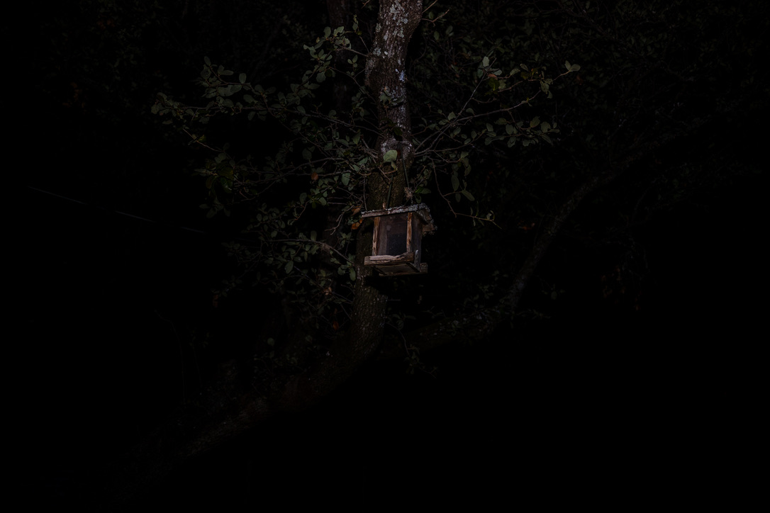 A wooden birdhouse hangs from a tree branch surrounded by dark foliage at night.