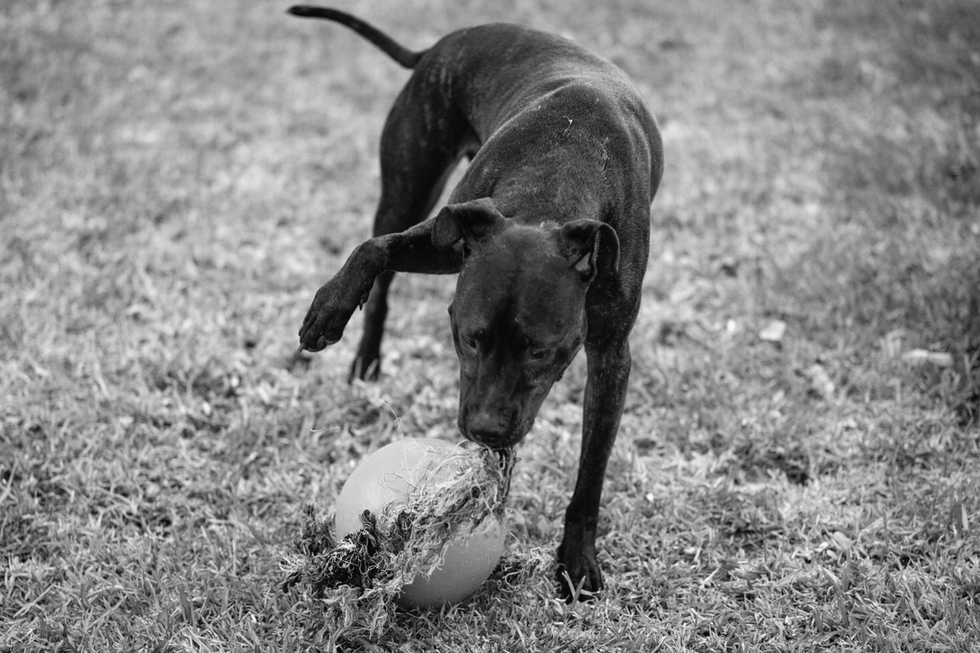 A dark dog sniffs at a weathered ball on grass in this black and white candid shot.