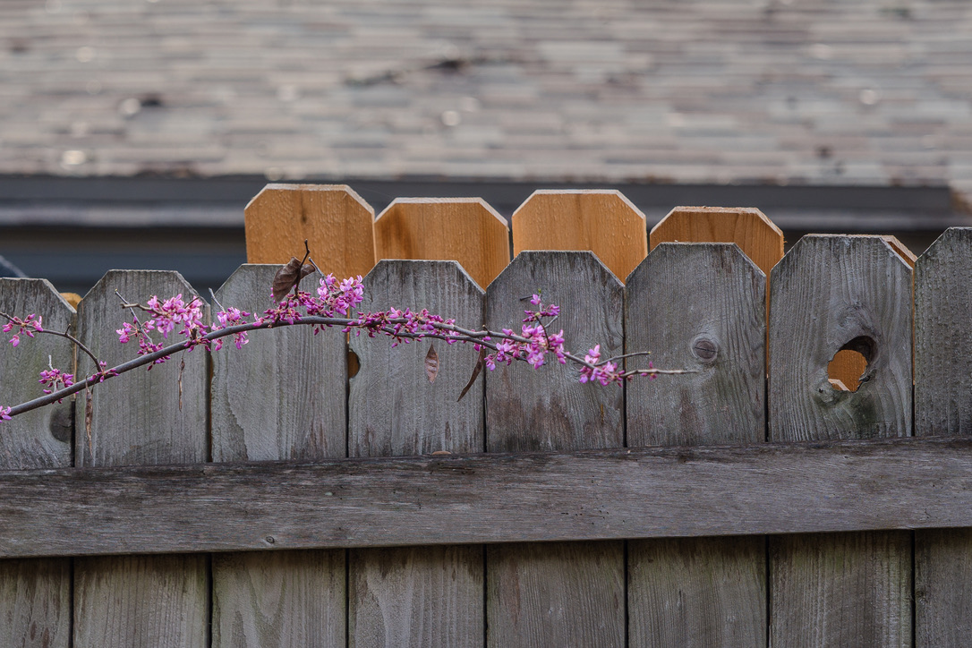 A delicate branch of magenta blossoms rests against a weathered wooden fence with natural knots and lighter-colored posts.