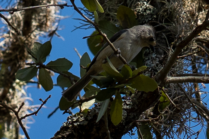 A gray monkey perches on a lichen-covered branch among green leaves against a clear blue sky.