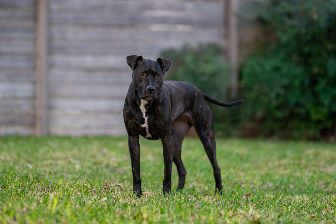 A black dog with a white chest marking stands alert on a green lawn in a backyard setting.