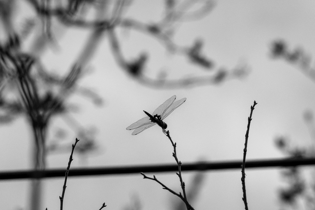 A dragonfly perches on a thin branch with delicate wings clearly visible against a soft, blurred background.