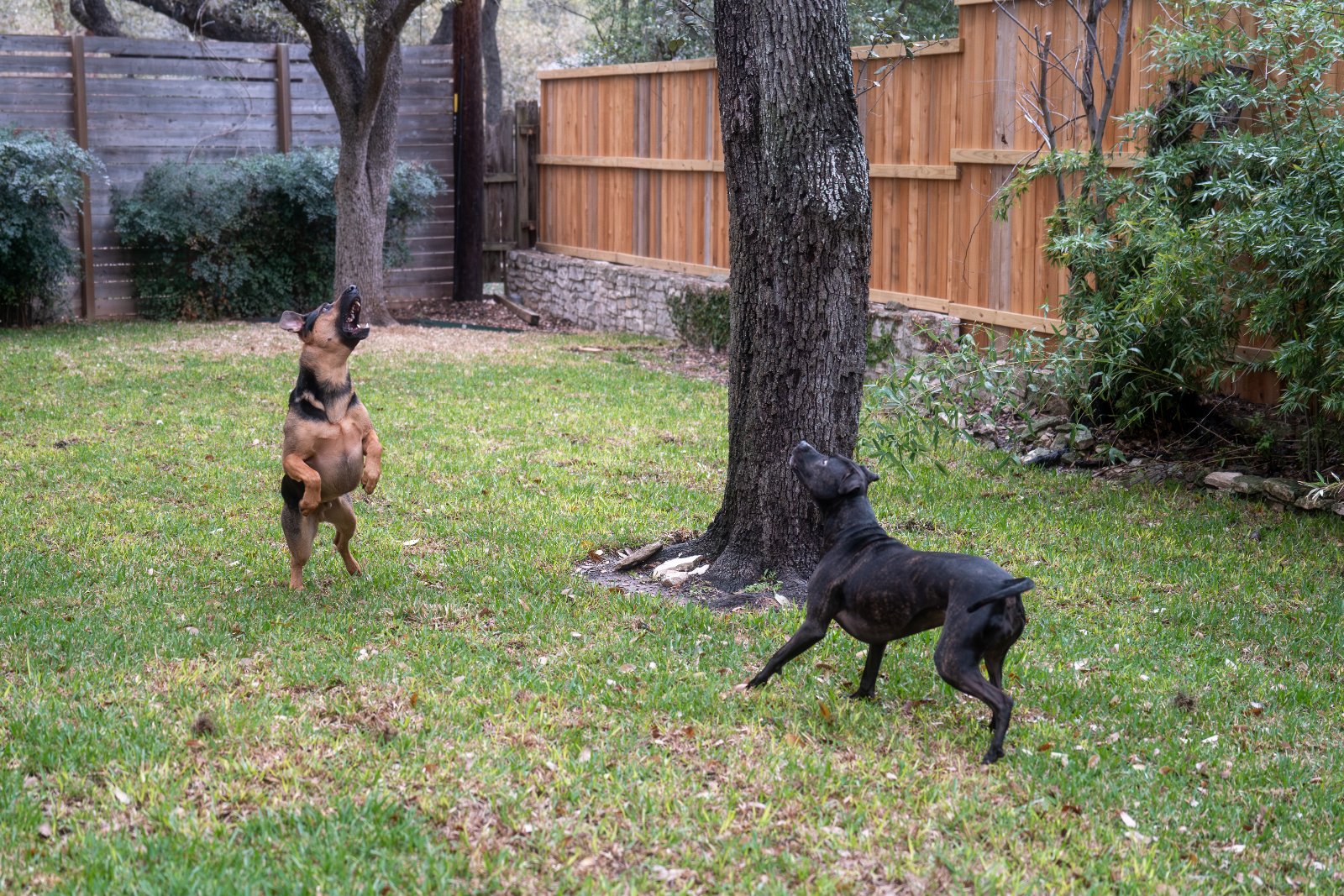 Two dogs playing and running in a fenced backyard with trees and wooden gates.